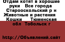 Отдам котят в хорошие руки - Все города, Старооскольский р-н Животные и растения » Кошки   . Тюменская обл.,Тобольск г.